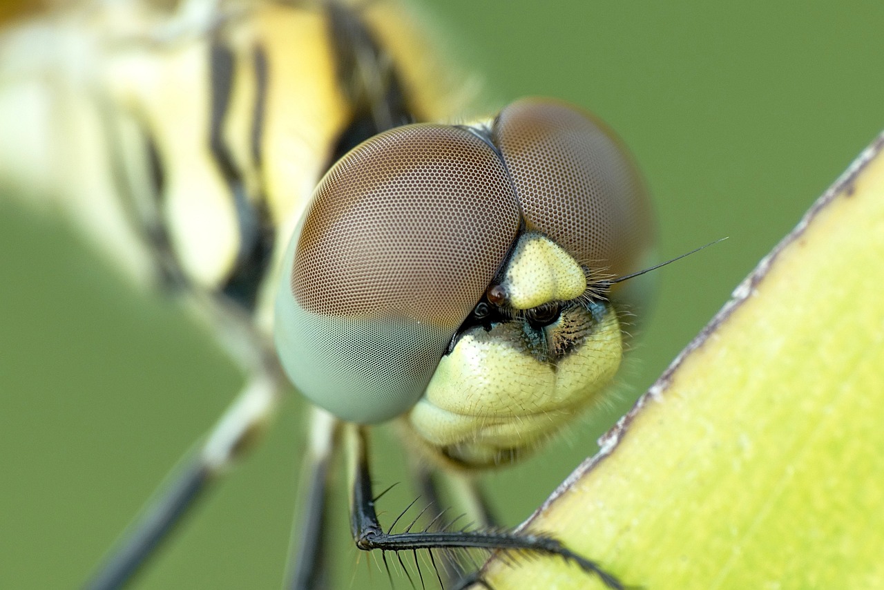 A Guide for Eco-Friendly Pest Control in Gardens